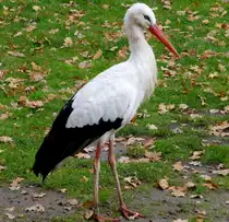 Ein Wei�storch (Ciconia ciconia). Gesehen im November 2012 im Tierpark Nordhorn.