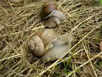 Weinbergschnecke (Helix pomatia).Gesehen in der freien Natur im Randbereich der Stadt Brakel. 