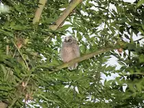 Eines der drei Jungtiere der Waldohreule in den G�rten in Berlin Rudow wartet auf Futter am 14. Juni 2014. 