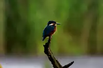 Ein Eisvogel auf einem Ansitz am Farchauer M�hlenteich; 22.06.2014