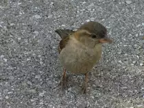 Junger Frecher Spatz (Sperling) am warten auf Brotkr�mel am 06.07.2008