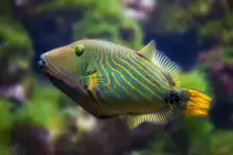 Orangestreifen Dr�ckerfisch im Meereszentrum Fehmarn. - 18.06.2014