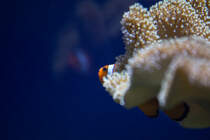 Anemonenfisch in seinem Versteck, gesehen im Meereszentrum Fehmarn. - 18.06.2014