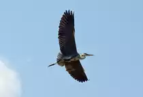 Graureiher im Flug �ber Merzenich - 19.05.2014