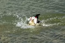 Nilgans bei der Landung im Rhein bei Bonn-Mehlem -31.05.2014