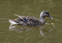 Stockente im Wassergraben der Hardtburg - 01.06.2014