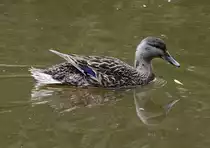 Stockente im Wassergraben der Hardtburg - 01.06.2014