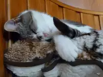 Schlafender Stubentiger in T�uffelen am 12.07.2009