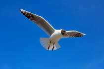 Lachmwe im Rttelflug an der Ostsee. - 28.06.2014