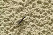 . Kamelhalsfliege als Fassadenkletterer unterwegs.  04.07.2014 (Hans)