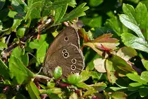 . Die Bewohner unserer Hecke. 01.07.2014 (Jeanny)