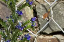 . Ein Taubenschw�nzchen (Macroglossum stellatarum) in Hatzenport. 21.06.2014 (Jeanny)