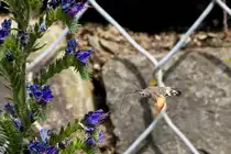 . Eine Herausforderung f�r die Kamera und die Fotografin - Ein Taubenschw�nzchen (Macroglossum stellatarum) in Hatzenport. 21.06.2014 (Jeanny) Taubenschw�nzchen sind wie alle Schw�rmer ausgezeichnete Flieger. Ihr sehr schneller und wendiger Flug �hnelt dem von Kolibris: Beim Nektarsaugen stehen sie im Schwirrflug vor den Bl�ten und saugen mit ihrem langen Saugr�ssel, den sie bereits beim Anflug ausrollen und zielsicher in die Bl�tenkelche einf�hren. Sie geh�ren zu den wenigen Insekten, die auch r�ckw�rts fliegen k�nnen. Sie k�nnen sogar kleinste Pflanzenbewegungen, die durch Wind verursacht werden, dank ihrer guten Augen perfekt durch ihren Flug kompensieren, so dass ihre Position zur Bl�te immer konstant bleibt. Die Schlagfrequenz der Fl�gel betr�gt ungef�hr 70 bis 90 Schl�ge in der Sekunde, die Fluggeschwindigkeit betr�gt bis zu 80 km/h. 