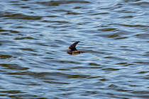 Schwalbe auf der Jagt nach Insekten an der Wasseroberflche. - 04.07.2014