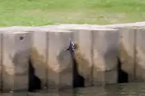 Schwalbe auf der Jagt nach Insekten an der Wasseroberfl�che. - 04.07.2014