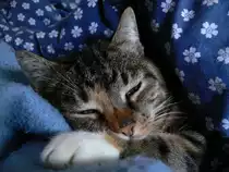 Tiger mein sch�nes M�del. Sie h�lt gerade ihren Sch�nheitsschlaf.