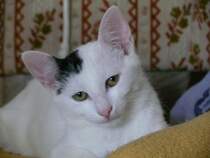 Paul nach dem aufstehen. Leider hat er schon sehr frh die Regenbogenbrcke berschritten.