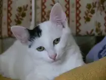 Paul nach dem aufstehen. Leider hat er schon sehr fr�h die Regenbogenbr�cke �berschritten.