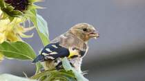 Am 24.09.2013 war dieser Vogel bei meinen Sonnenblumen in Heppingen. Leider ist so ein Jungvogel in meinen Bchern nicht vertreten. Wer kann helfen? Gru Arthur