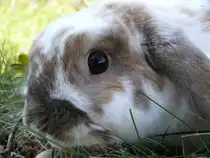 Das war Pfeifel. 2013 ging er auf eine sehr lange Reise. 8 Jahre lebte er auf unserer Welt.