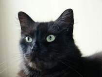 Max 2 Jahre spter am 05.7.2014. Es ist eine Freude so eine Katze als Freund zu haben.