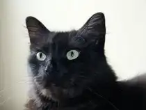 Max 2 Jahre sp�ter am 05.7.2014. Es ist eine Freude so eine Katze als Freund zu haben.