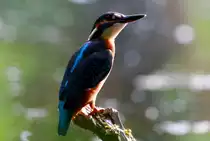 Viel Gl�ck hatte ich heute, als sich ein Eisvogelweibchen knapp 6 Meter vor meinem Versteck nierdelie�; 06.07.2014