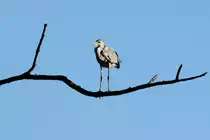 Ein Fischreiher sitzt auf einem Baum �ber dem Farchauer M�hlenteich, 06.07.2014