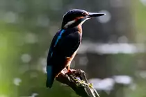 Viel Gl�ck hatte ich heute, als sich ein Eisvogelweibchen knapp 6 Meter vor meinem Versteck nierdelie� und ein wenig vor meiner Kamera posierte; 06.07.2014