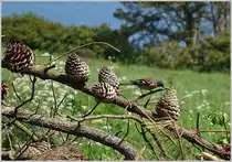 Ein Buchfink beim Knabbern.
(16.05.2014)