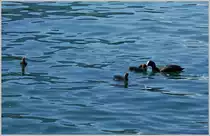 F�tterung des Bl�sshuhn Nachwuchses.
(27.06.2014)