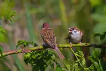 Spatzenjunges bettelt um Futter. - 09.07.2014