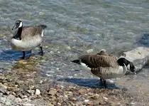 Kanadag�nse am Rheinufer in Bonn-Mehlem - 31.05.2014