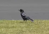 Rabe beobachtet den Flugverkehr am Flugplatz Bonn-Hangelar - 03.06.2014