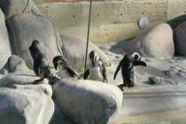 Brillenpinguine (Spheniscus demersus) in der Wilhelma am 30.3.2008.
