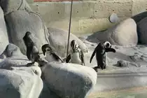 Brillenpinguine (Spheniscus demersus) in der Wilhelma am 30.3.2008.
