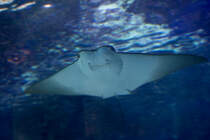 Kuhnasenrochen im Meereszentrum Fehmarn. - 18.06.2014