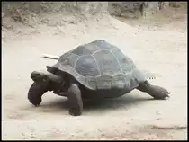 Gal�pagos-Riesenschildkr�te in Rostock am 08.07.2014