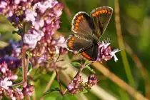 . Sehr selten in Mitteleuropa anzutreffen, das Weibchen des Kleinen Sonnenr�schen-Bl�ulings (Aricia agestis). Wilwerwiltz, 17.07.2014 (Jeanny)