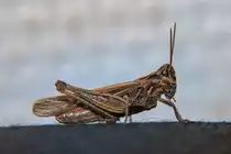 Grash�pfer auf einer Stuhllehne. - 19.07.2014