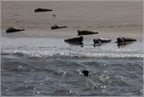 Seehunde beim Sonnenbad auf einer bei Ebbe trocken gefallenen Sandbank in der Auenweser im UNESCO-Weltnaturerbe Wattenmeer.
22.07.2014