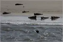 Seehunde beim Sonnenbad auf einer bei Ebbe trocken gefallenen Sandbank in der Au�enweser im UNESCO-Weltnaturerbe Wattenmeer.
22.07.2014