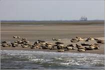 Seehunde beim Sonnenbad auf einer bei Ebbe trocken gefallenen Sandbank in der Auenweser im UNESCO-Weltnaturerbe Wattenmeer.
22.07.2014