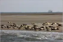Seehunde beim Sonnenbad auf einer bei Ebbe trocken gefallenen Sandbank in der Au�enweser im UNESCO-Weltnaturerbe Wattenmeer.
22.07.2014