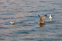 Nach dem diese junge Silbermwe eine Lachmwe vom Fischkadaver vertrieben hat, musste sie feststellen, da der Happen zu gross war. - 27.07.2014
