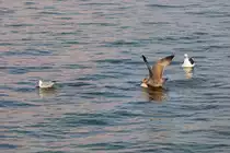 Nach dem diese junge Silberm�we eine Lachm�we vom Fischkadaver vertrieben hat, musste sie feststellen, da� der Happen zu gross war. - 27.07.2014