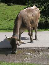 Dieses Allguer Braunvieh  nimmt jede Pftze mit , gesehen im Rappenalptal in der Nhe der Buchrainer-Alpe (hinter Oberstdorf, Landkreis Oberallgu, August 2010)