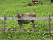  Mir juckt das Fell  bei diesem Allg�uer Braunvieh, gesehen im Rappenalptal an der Buchrainer-Alpe (hinter Oberstdorf, Landkreis Oberallg�u, August 2010)