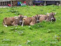 Alles im Blick hat dieses Allguer Braunvieh, gesehen im Rappenalptal an der Buchrainer-Alpe (hinter Oberstdorf, Landkreis Oberallgu, August 2010)