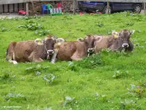 Alles im Blick hat dieses Allg�uer Braunvieh, gesehen im Rappenalptal an der Buchrainer-Alpe (hinter Oberstdorf, Landkreis Oberallg�u, August 2010)